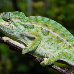 Furcifer lateralis youngster