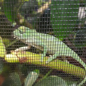 Mountain Chameleon "Sailfin"