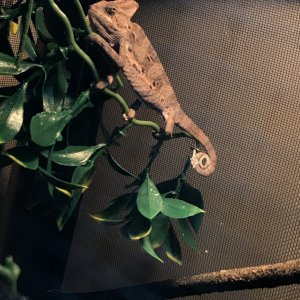 how old is my cham?