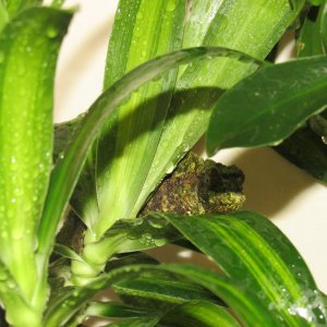 Rango and Priscilla enjoying the "Rain"