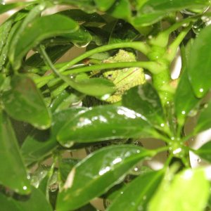 Rango and Priscilla enjoying the "Rain"