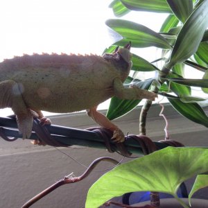 Rango Exploring