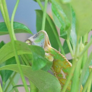 Suspicious Chameleon is Suspicious