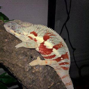 Masoala Panther Chameleon (Mason)