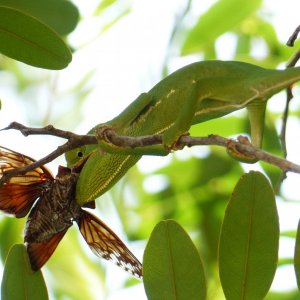 Chameleon 08 in MFNP eating a large beetle.JPG