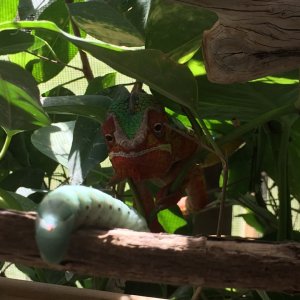 Eyeing a hornworm