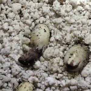 Third egg pipped