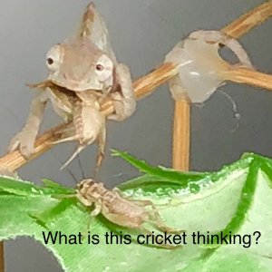 Crickets!