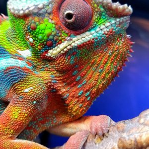 Rainbow Boy