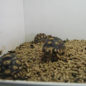 His isnt Gizmo, I went to a reptile store to buy more crickets and tons of cute baby turtles! I wish I could buy them all >_<