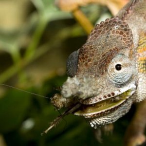 Furcifer minor male