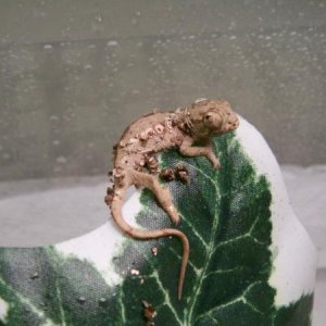 New Years Baby Alpha!  My first baby Chameleon