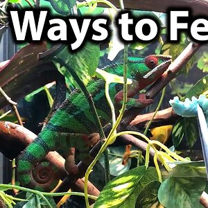 How to feed a chameleon | Cup feeding, free-ranging, tong feeding & hand feeding