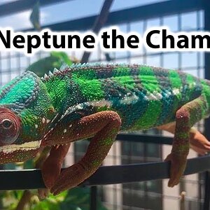Meet My Pet Chameleon