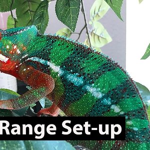 How to set-up a free range for your chameleon