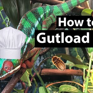 How to gutload bugs for a chameleon