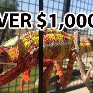 How much does a chameleon cost?