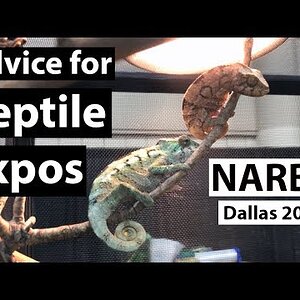 Reptile Show Tips and Tricks | NARBC Dallas 2019