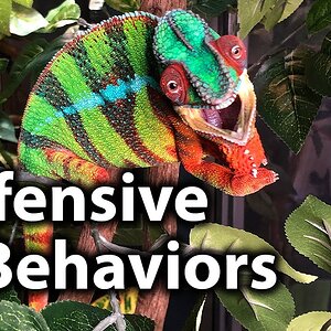 5 Signs of a defensive chameleon