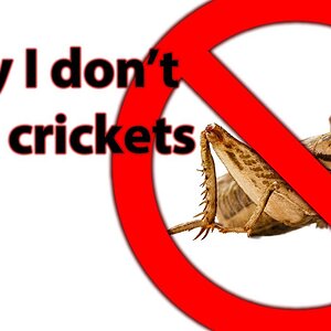 Are crickets good for chameleons?