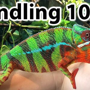How to handle and tame a chameleon