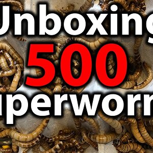 How to set up superworms | Unboxing 500 superworms