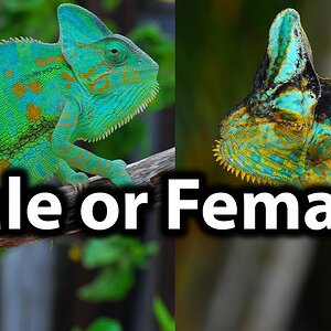 How to sex a veiled chameleon