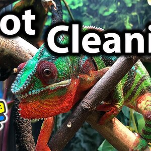 How to clean a chameleon cage | Spot cleaning