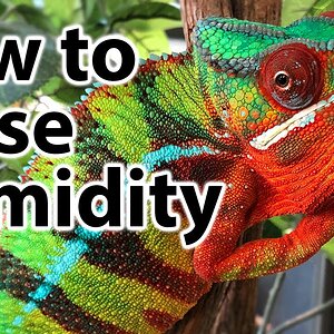 How to increase the humidity levels for a chameleon