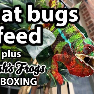 What bugs to feed a chameleon | Josh's Frogs unboxing