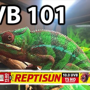 What UVB do chameleons need?