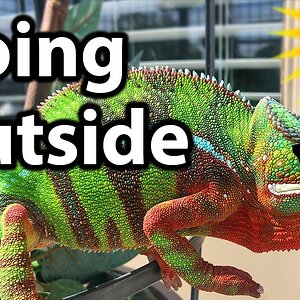 How to take a chameleon outside