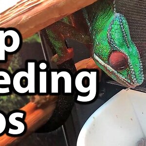 How to cup feed a chameleon | Tips and tricks