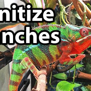 How to clean outdoor branches for chameleons