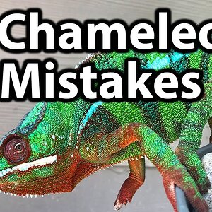 5 Common mistakes chameleon owners make
