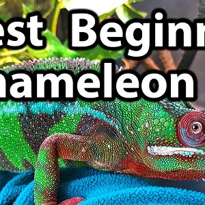 What is the best beginner chameleon?