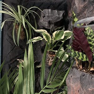 Close-up of faux rock wall with built in basking spot and plant pots.