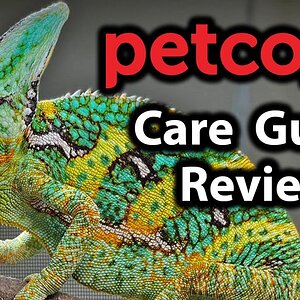 Reviewing Petco's veiled chameleon care guide