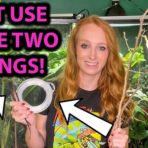 How to attach branches in a chameleon enclosure