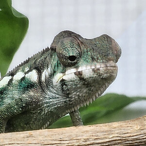 Panther Chameleon 5