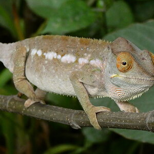 Furcifer Pardalis female.JPG