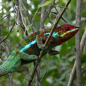 Furcifer pardalis male.JPG