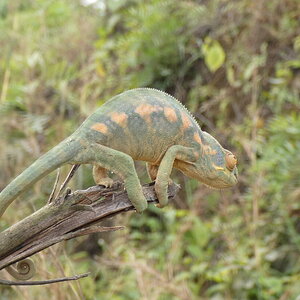 Furcifer pardalis female.JPG