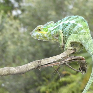 Furcifer pardalis male.JPG