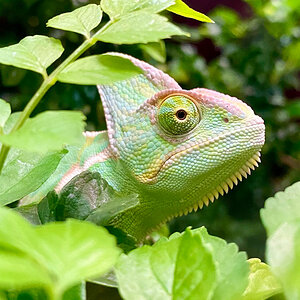 A1 - Veiled Chameleon