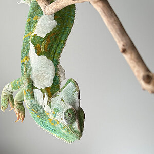 B8 - Veiled Chameleon