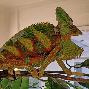 B7 - Veiled Chameleon