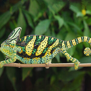 B6 - Veiled Chameleon