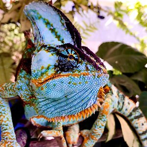 B4 - Veiled Chameleon