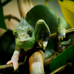 B2 - Veiled Chameleon